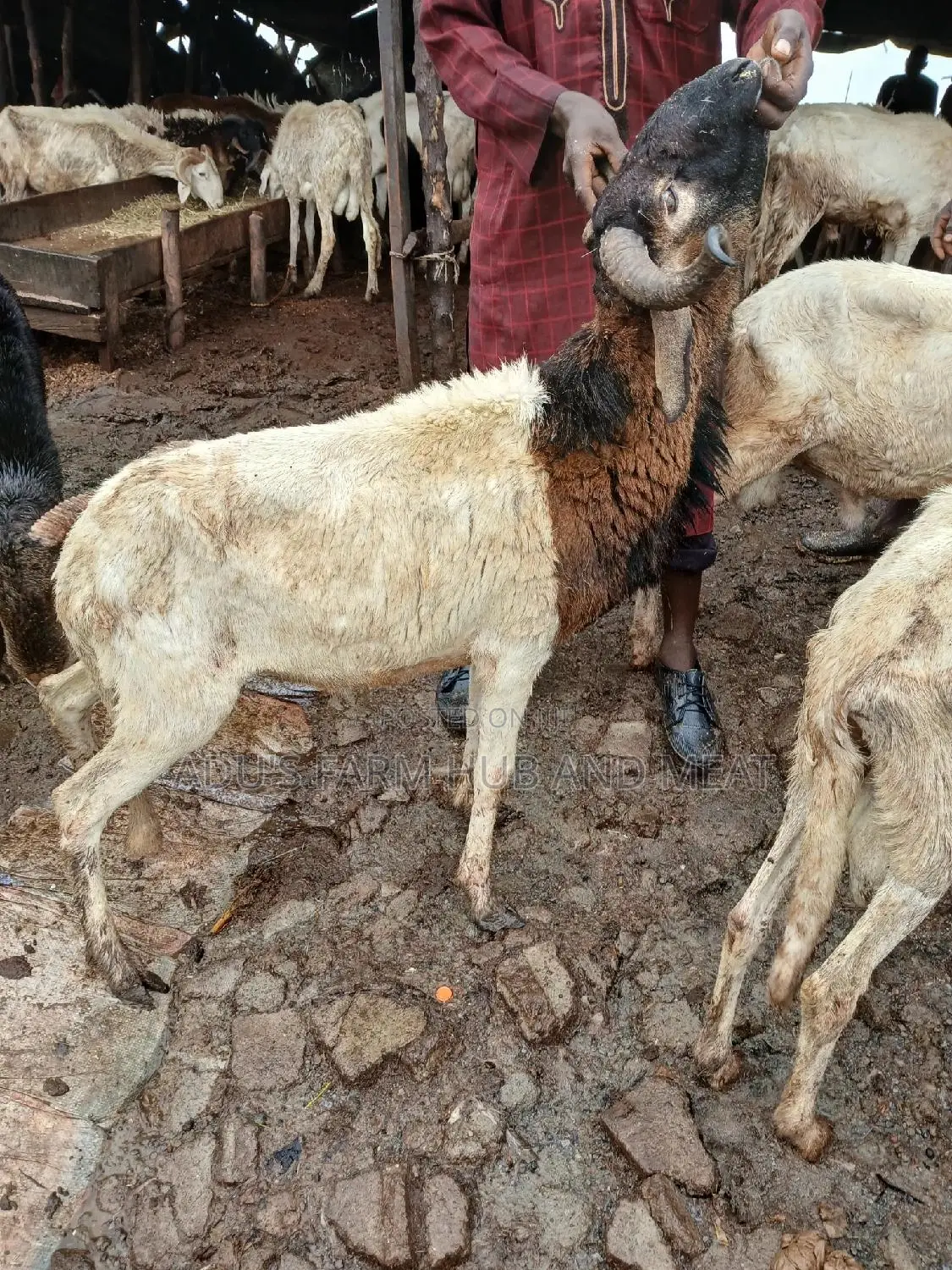 Healthy Rams
