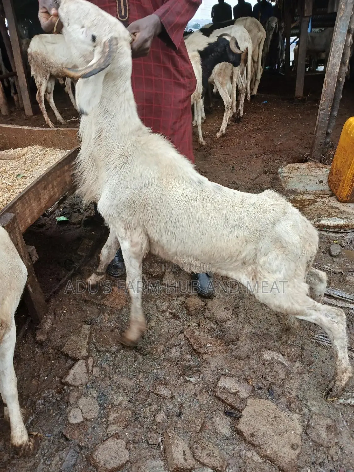 Healthy Rams