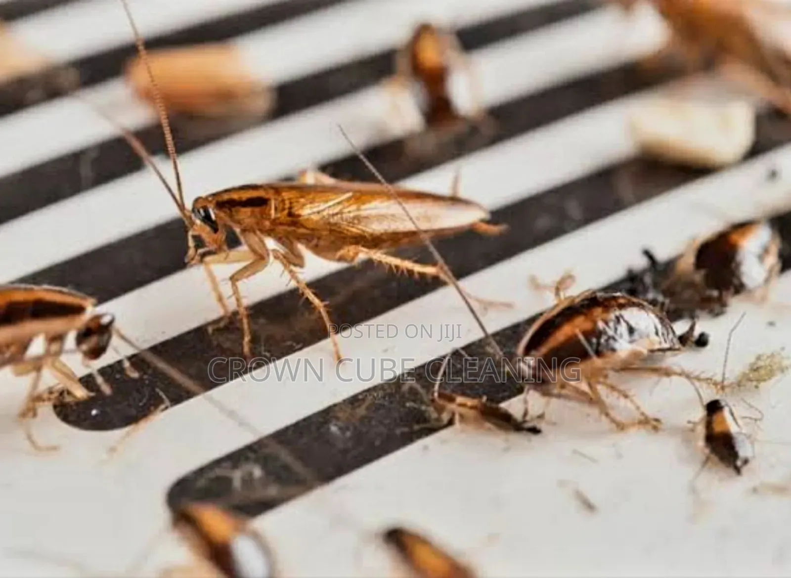 Residential Best Fumigation Services in Ikeja