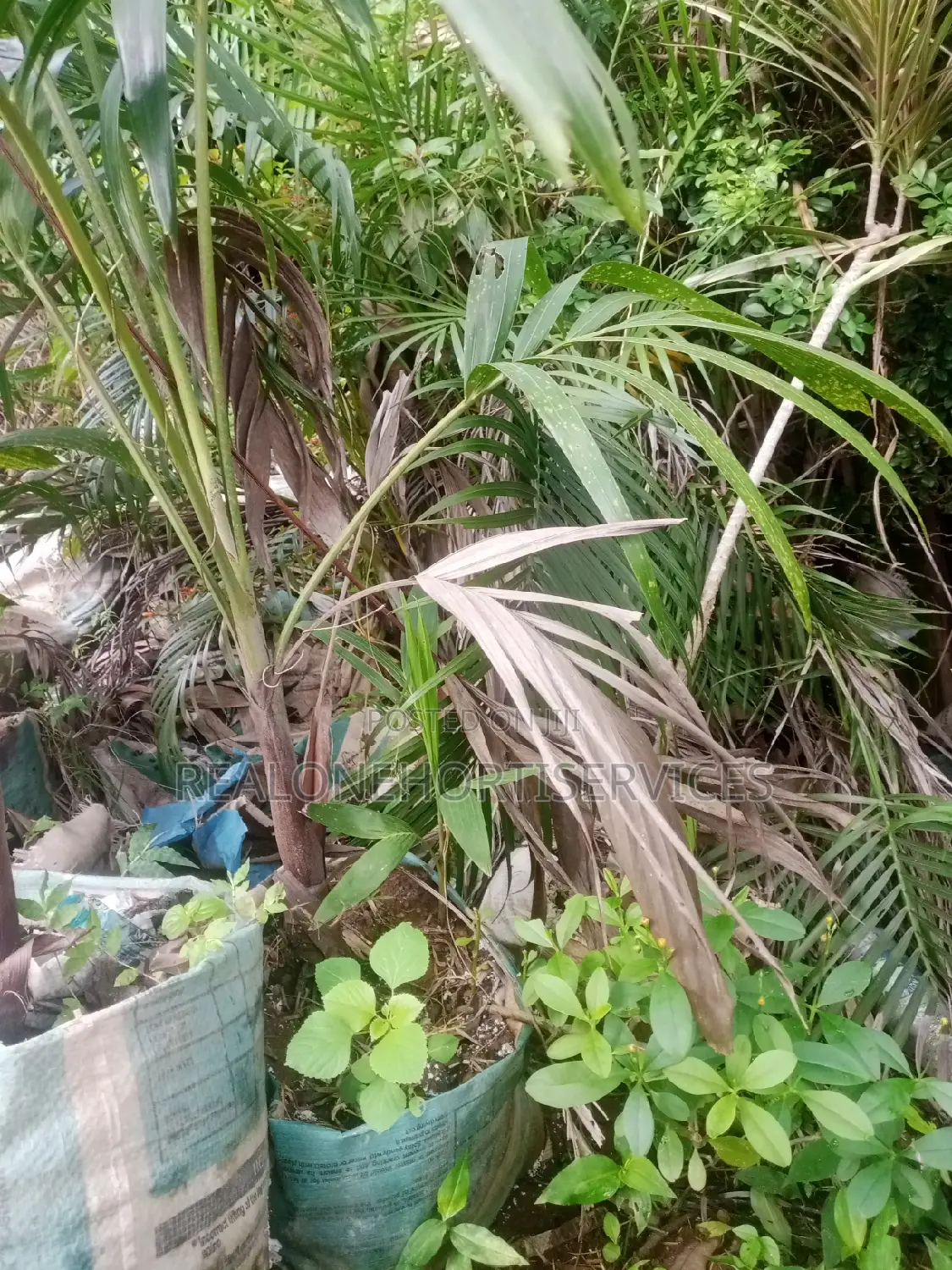 Real'one Garden for Home Plant, Landscape Plant