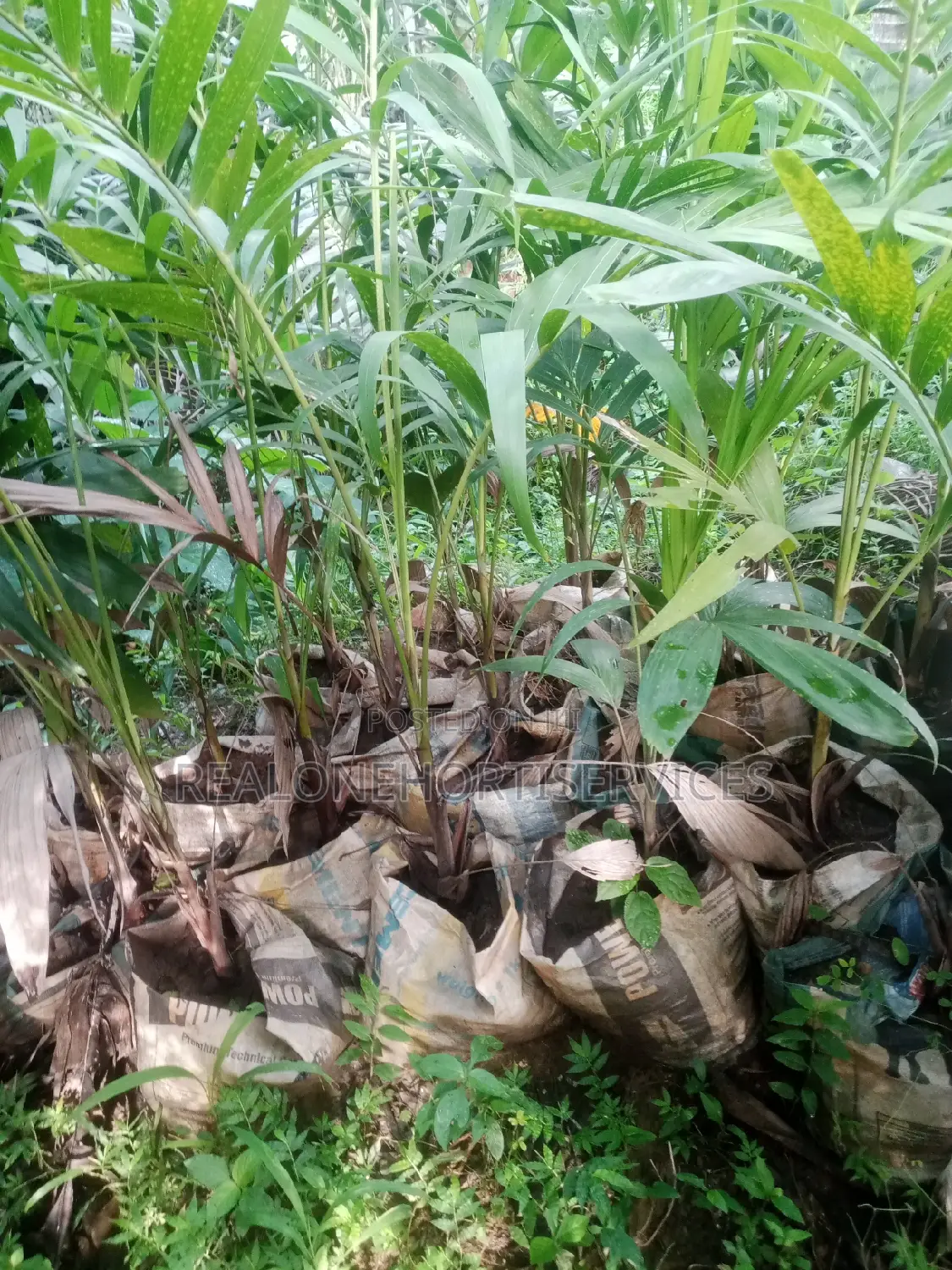 Real'one Garden for Home Plant, Landscape Plant