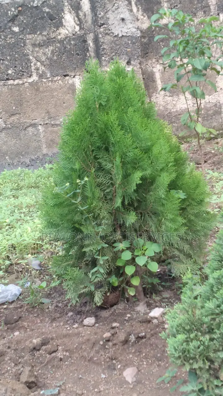 Real'one Garden for Home Plant, Landscape Plant