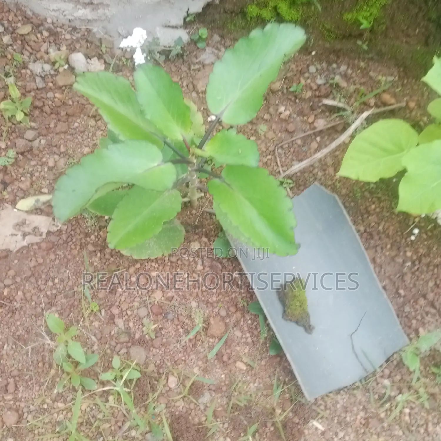 Miracle Leave {Ewe Abamoda Seedlings) Available to Deliver