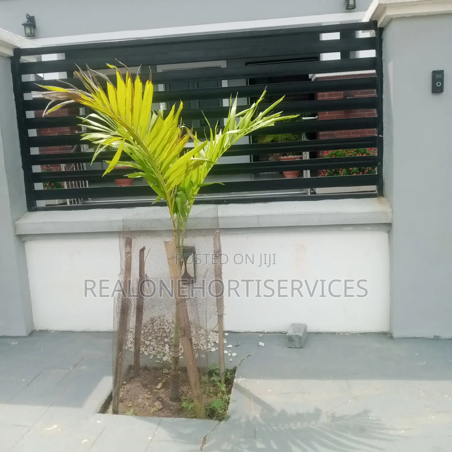 Thuja, Queens Palm Plant for Residential, Hotel, School, Etc