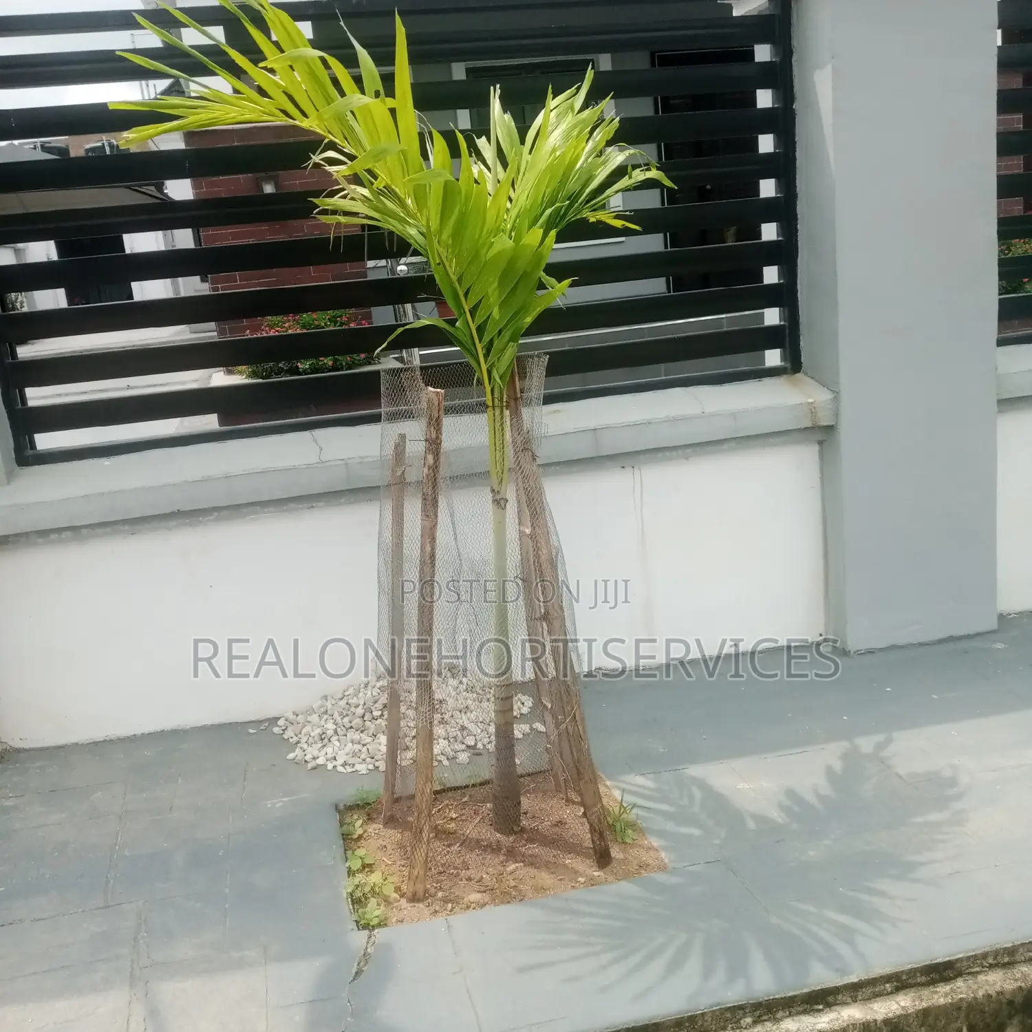 Thuja, Queens Palm Plant for Residential, Hotel, School, Etc