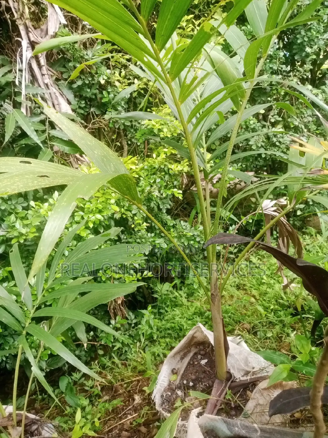 Thuja, Queens Palm Plant for Residential, Hotel, School, Etc
