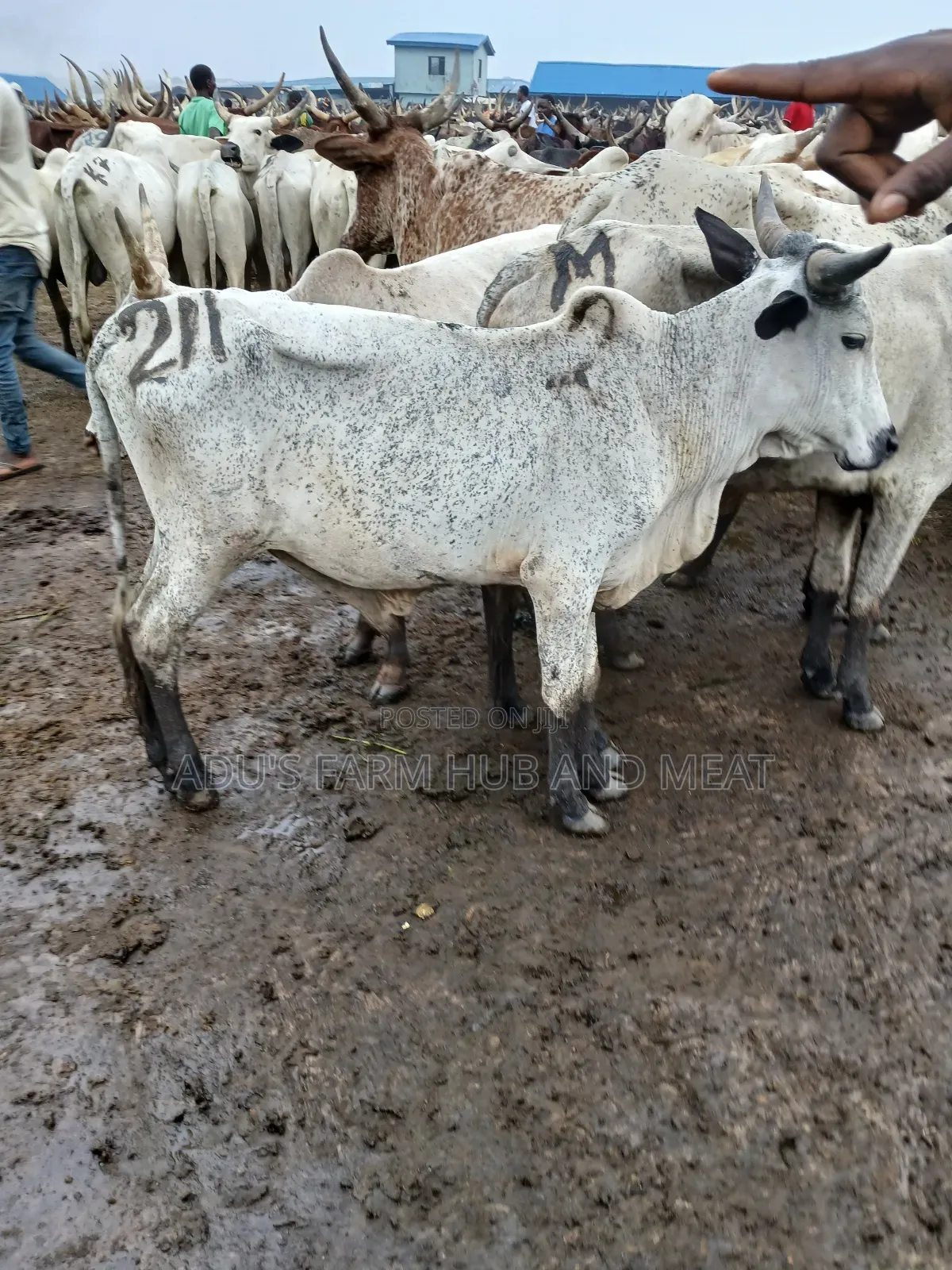 Medium Sized Cows