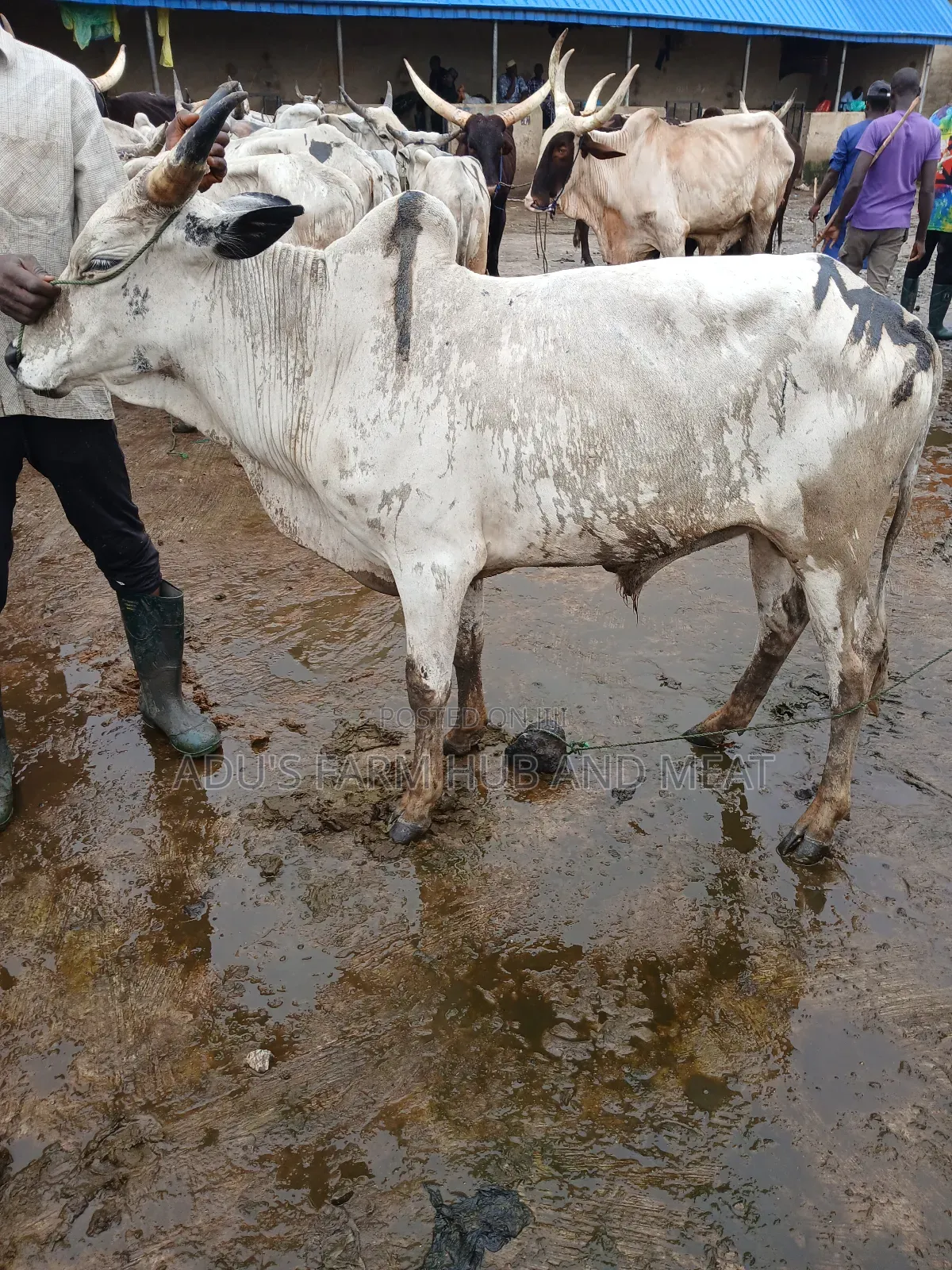 Fleshy and Healthy Cows