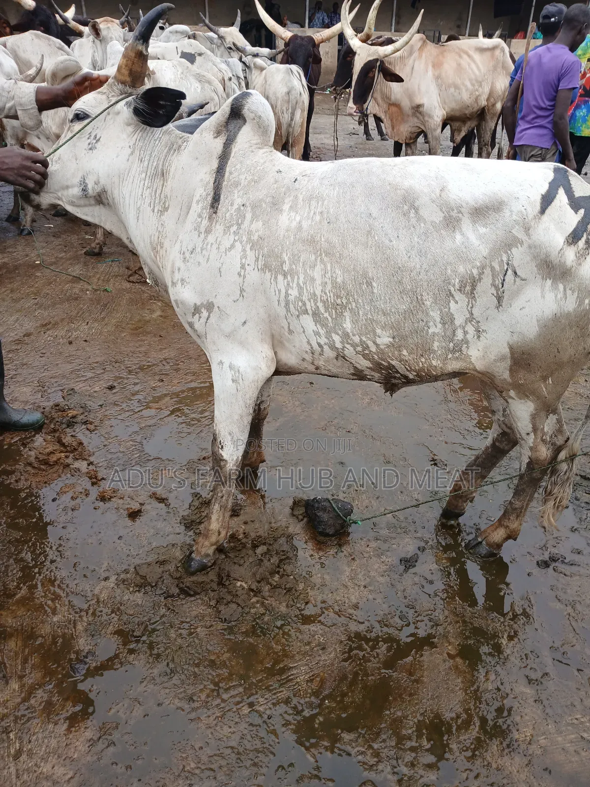 Fleshy and Healthy Cows
