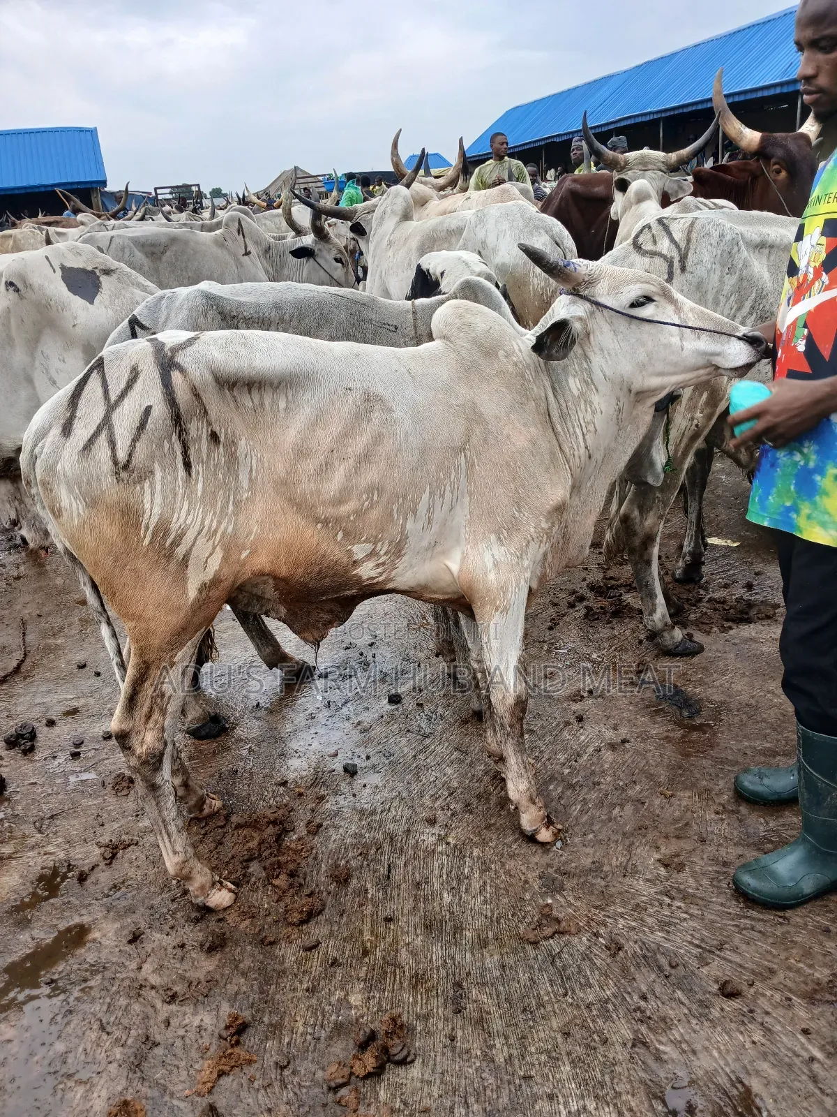 Fleshy and Healthy Cows
