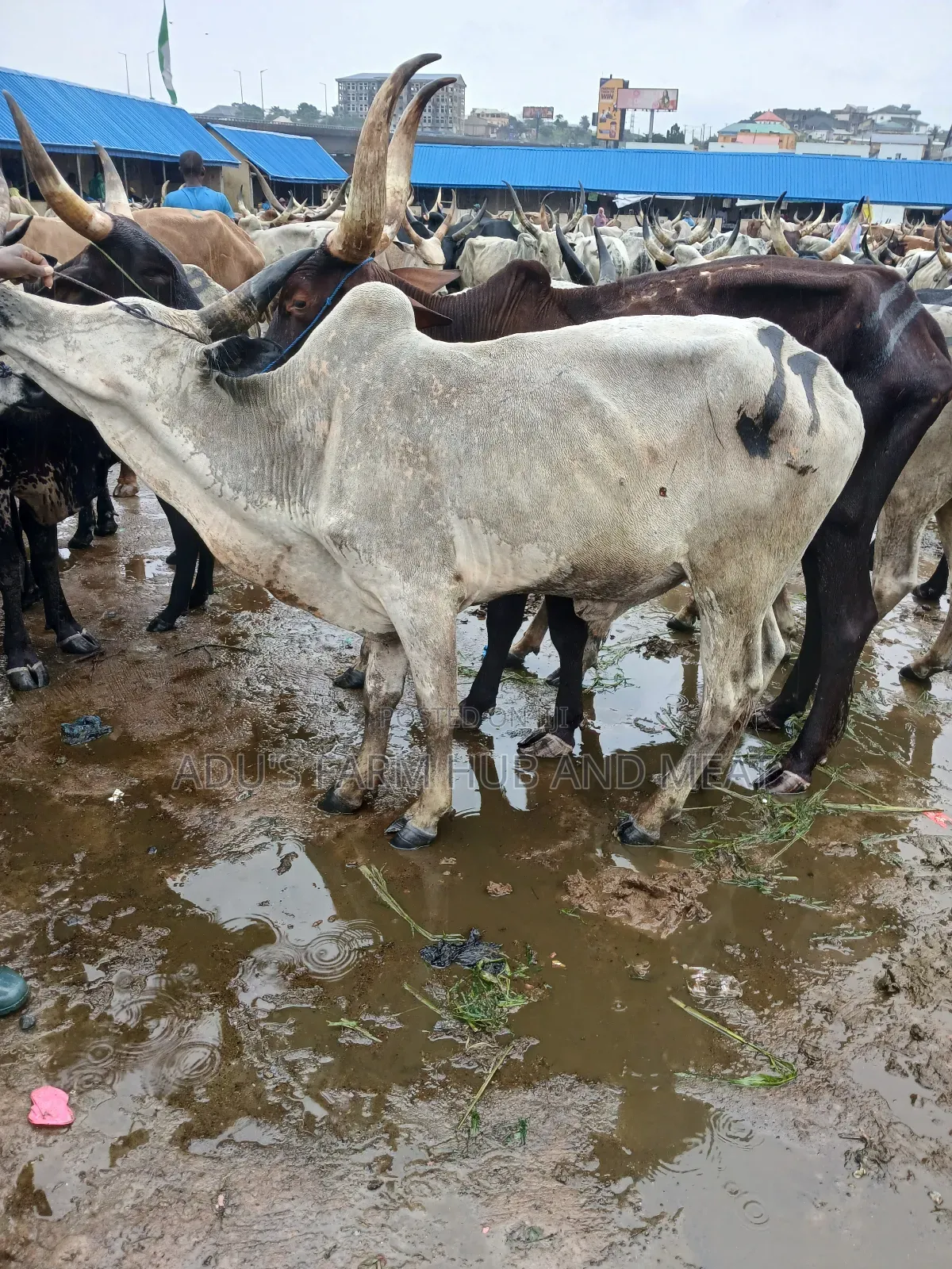 Very Big Cows