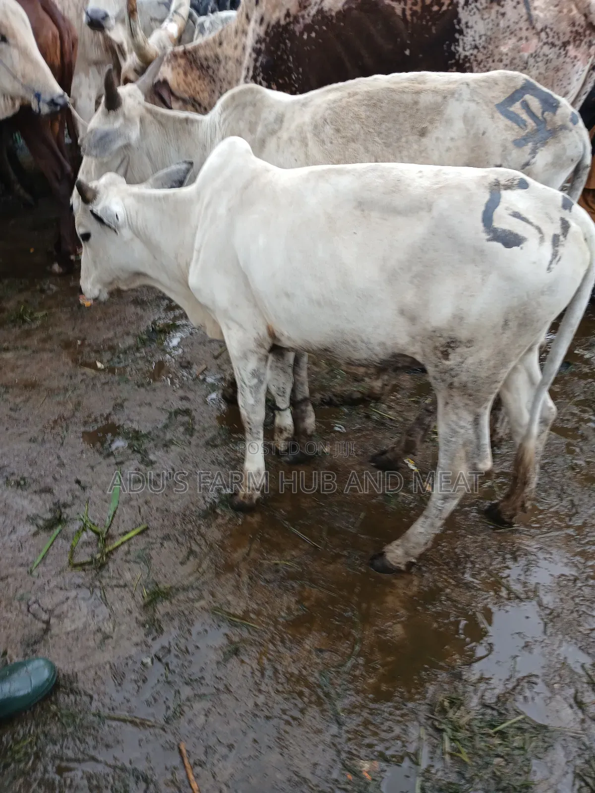 Big, Healthy and Fleshy Cows