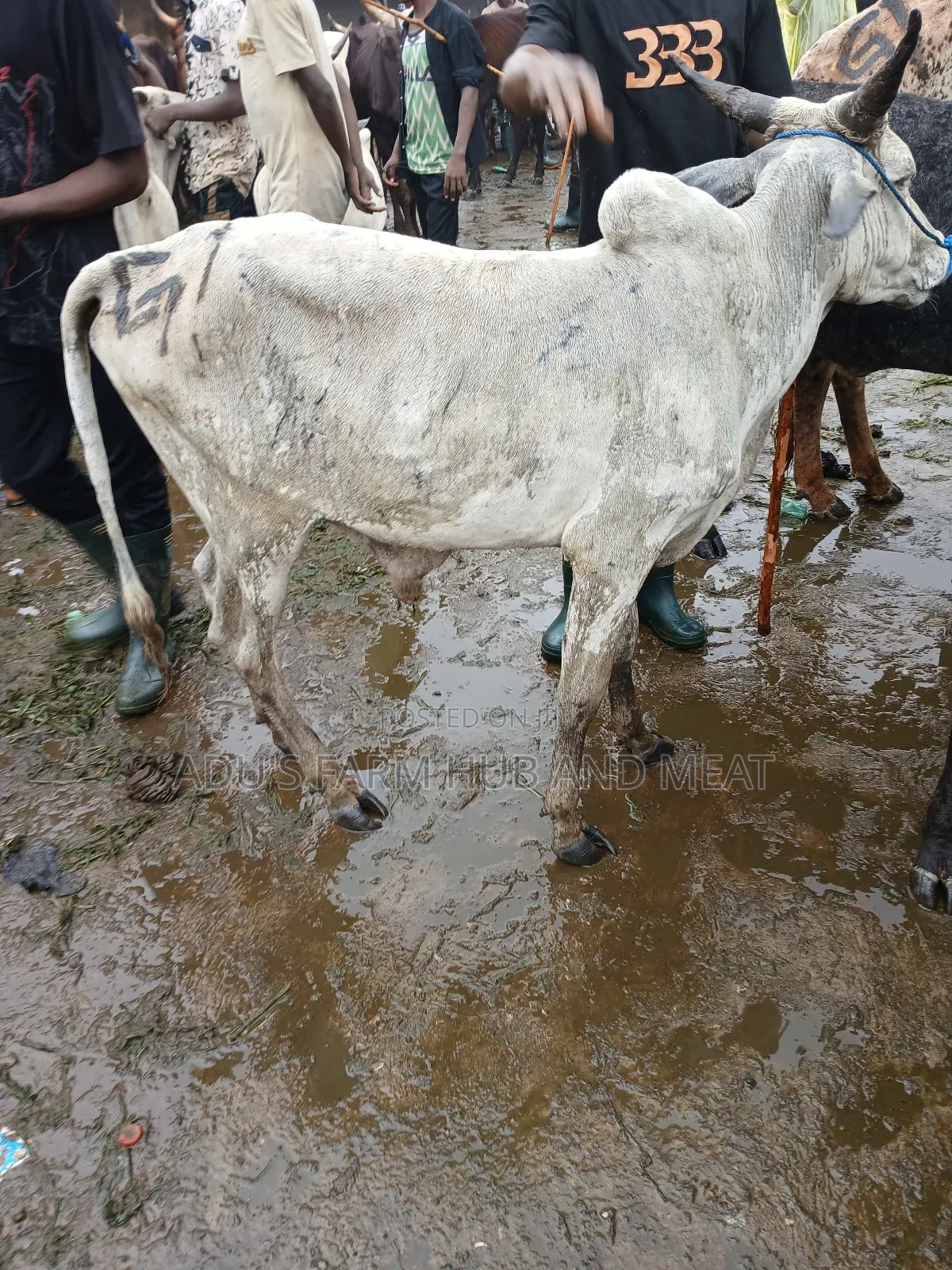 Big, Healthy and Fleshy Cows