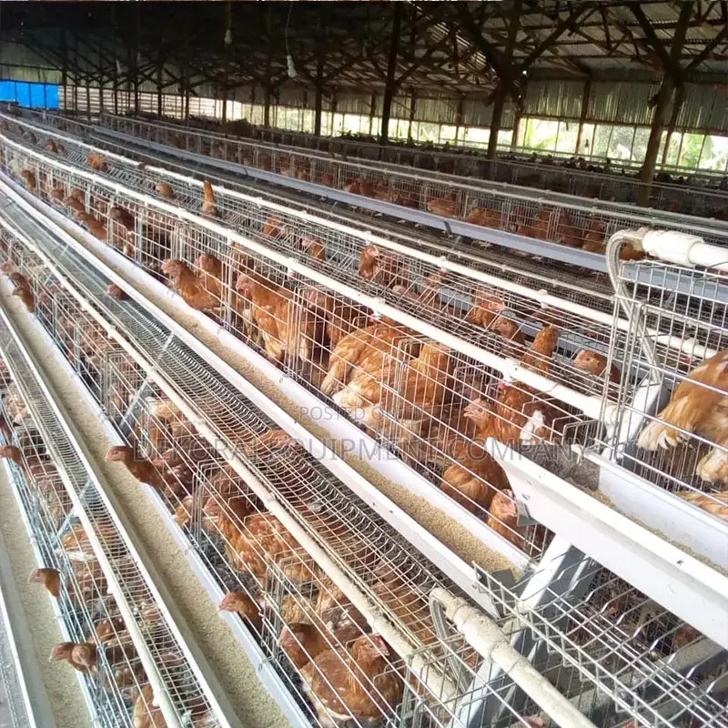 Durable 96 Layer Battery Cages For 500-40,000 Chickens
