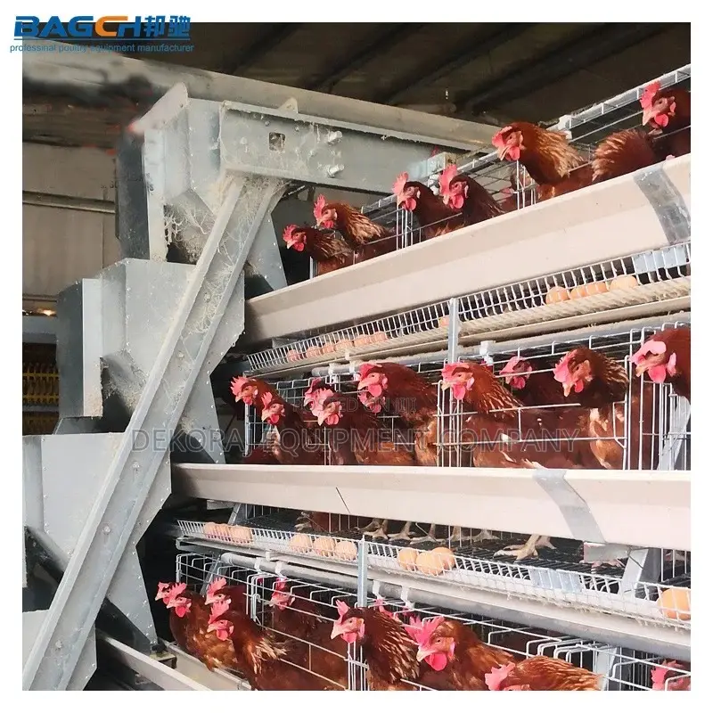 Automatic Layer Cages for High-Density Poultry Farming