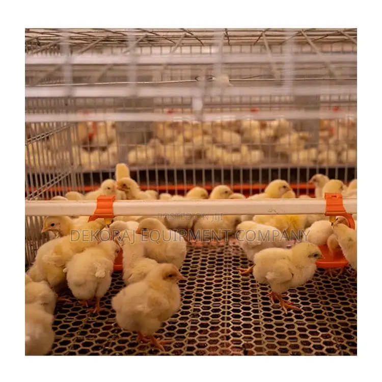 Imported 120 Broiler Chicken Cage For 500-40,000 Broilers