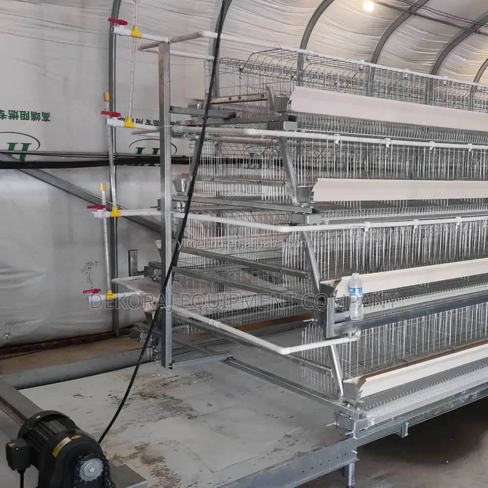 120 Automated Poultry Cages for High Egg Production: