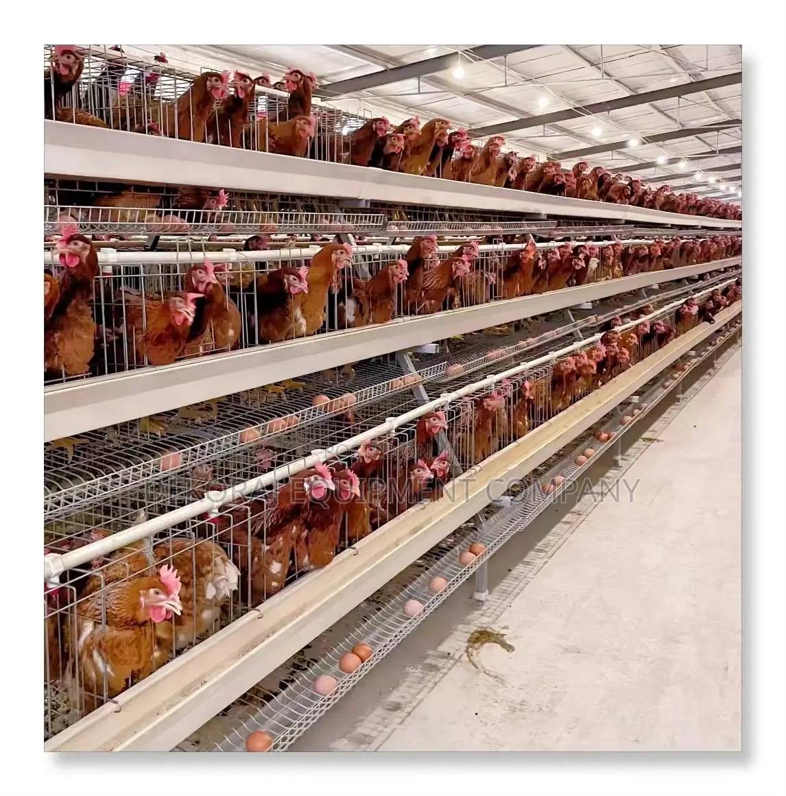 High-density 120 Layer Cages For 500-40,000 Chickens