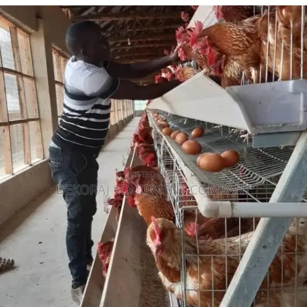 Poultry Space-high-density Layer Cages: 500-40,000 Chickens