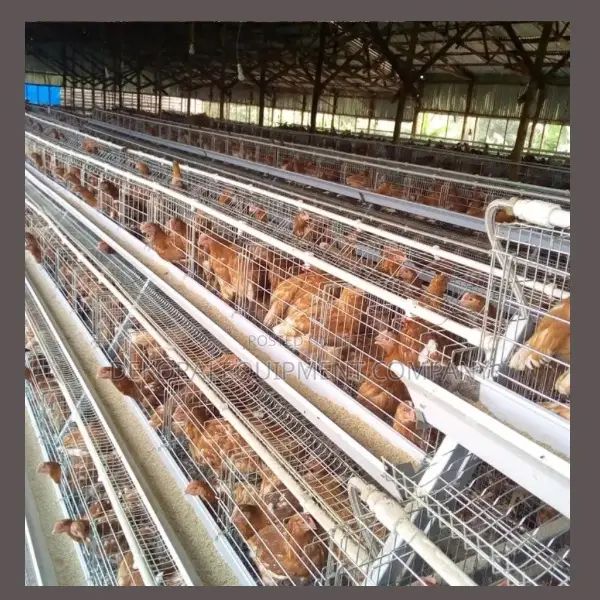 "Efficient Layer Cages 4 Egg Production:500-40,000