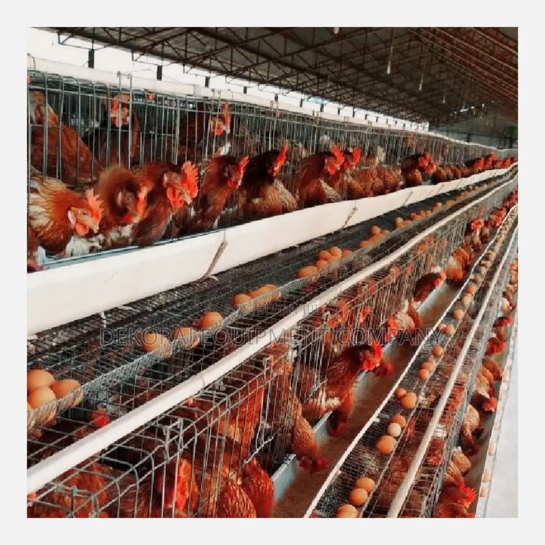 Boost Egg Production With Our 96-layer Capacity Cage