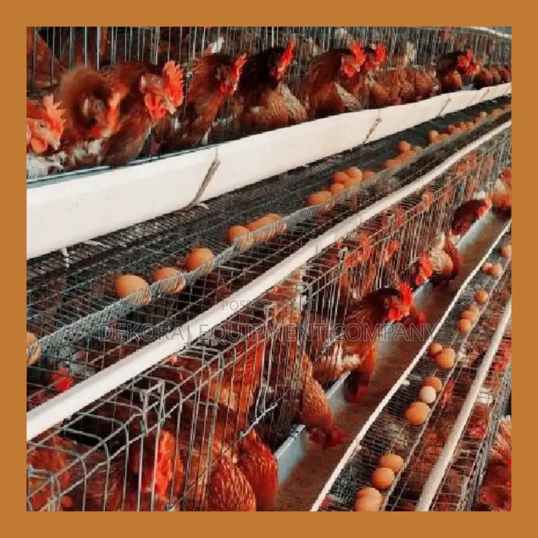 Efficient Layer Battery Cages For 500-40,000 Chickens
