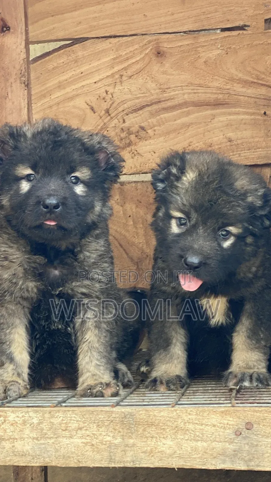 1-3 months Male Purebred Caucasian Shepherd