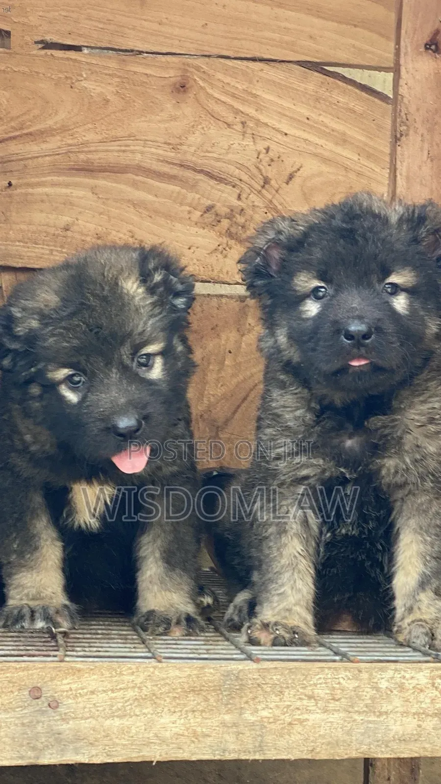 1-3 months Female Purebred Caucasian Shepherd