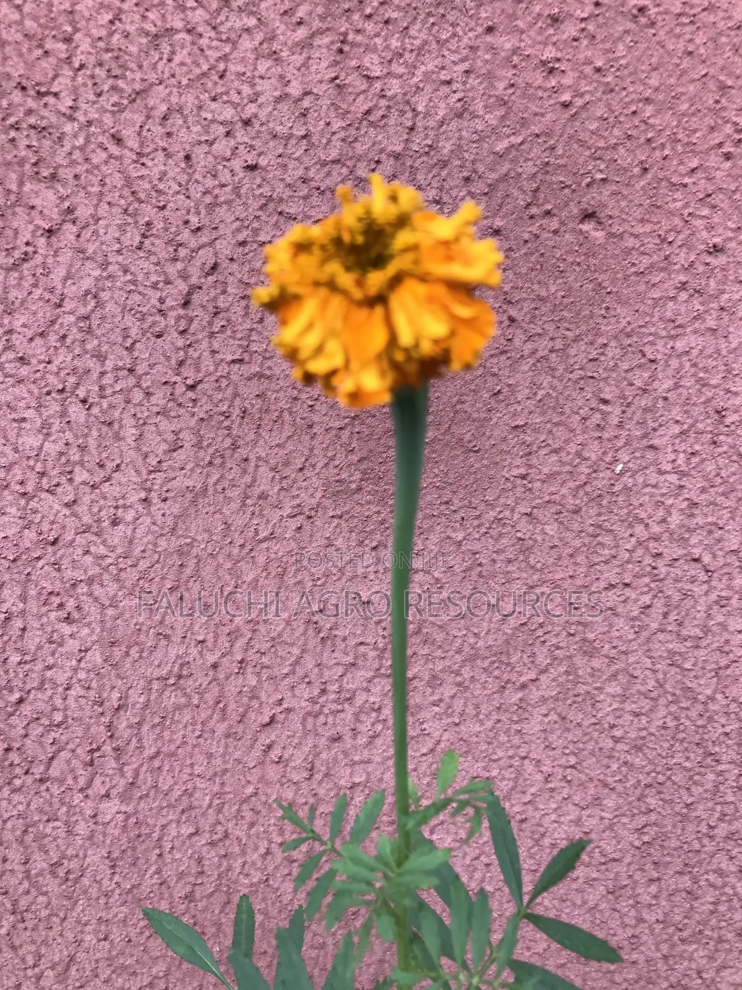 African Giant Marigold