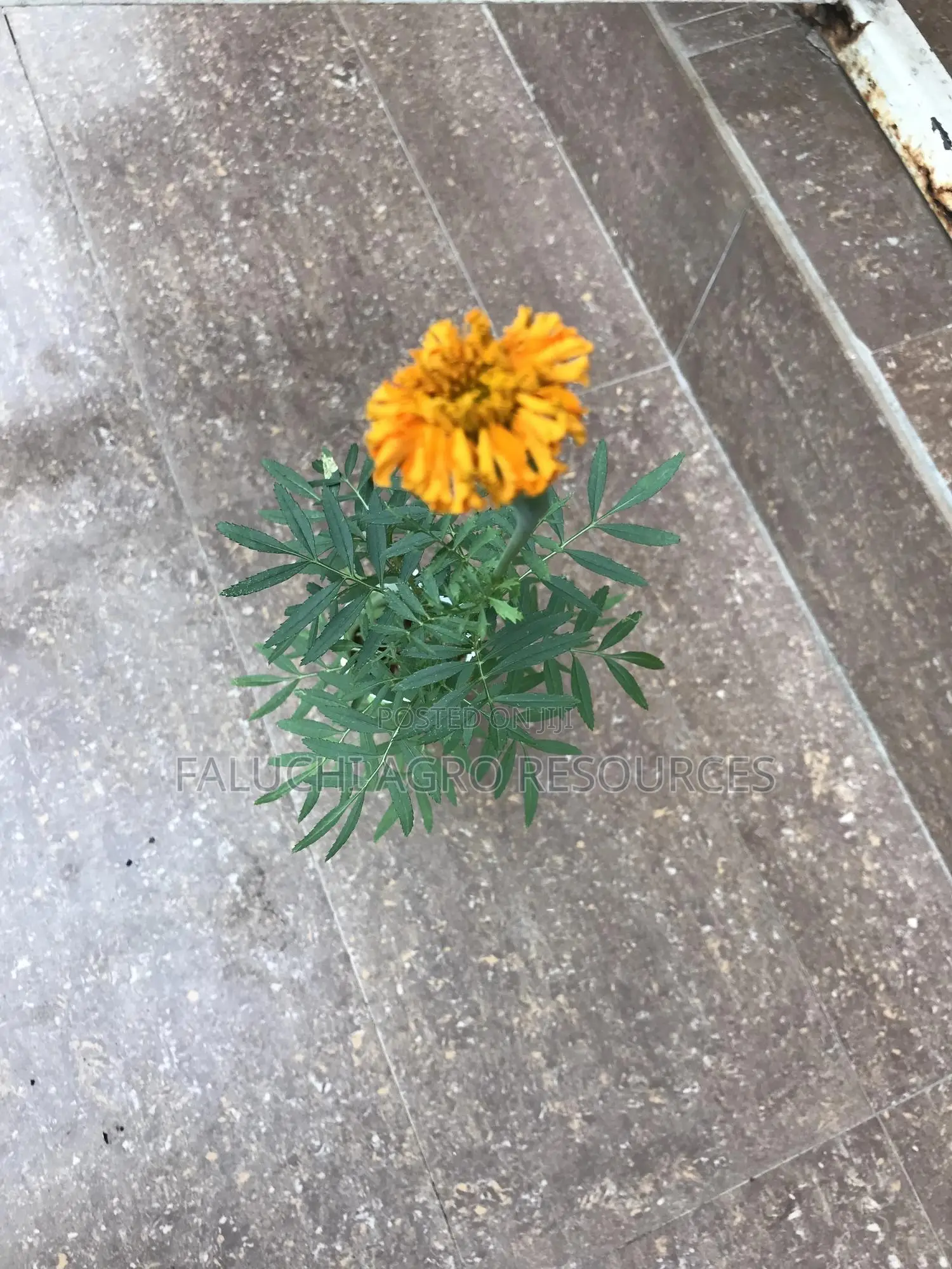 African Giant Marigold