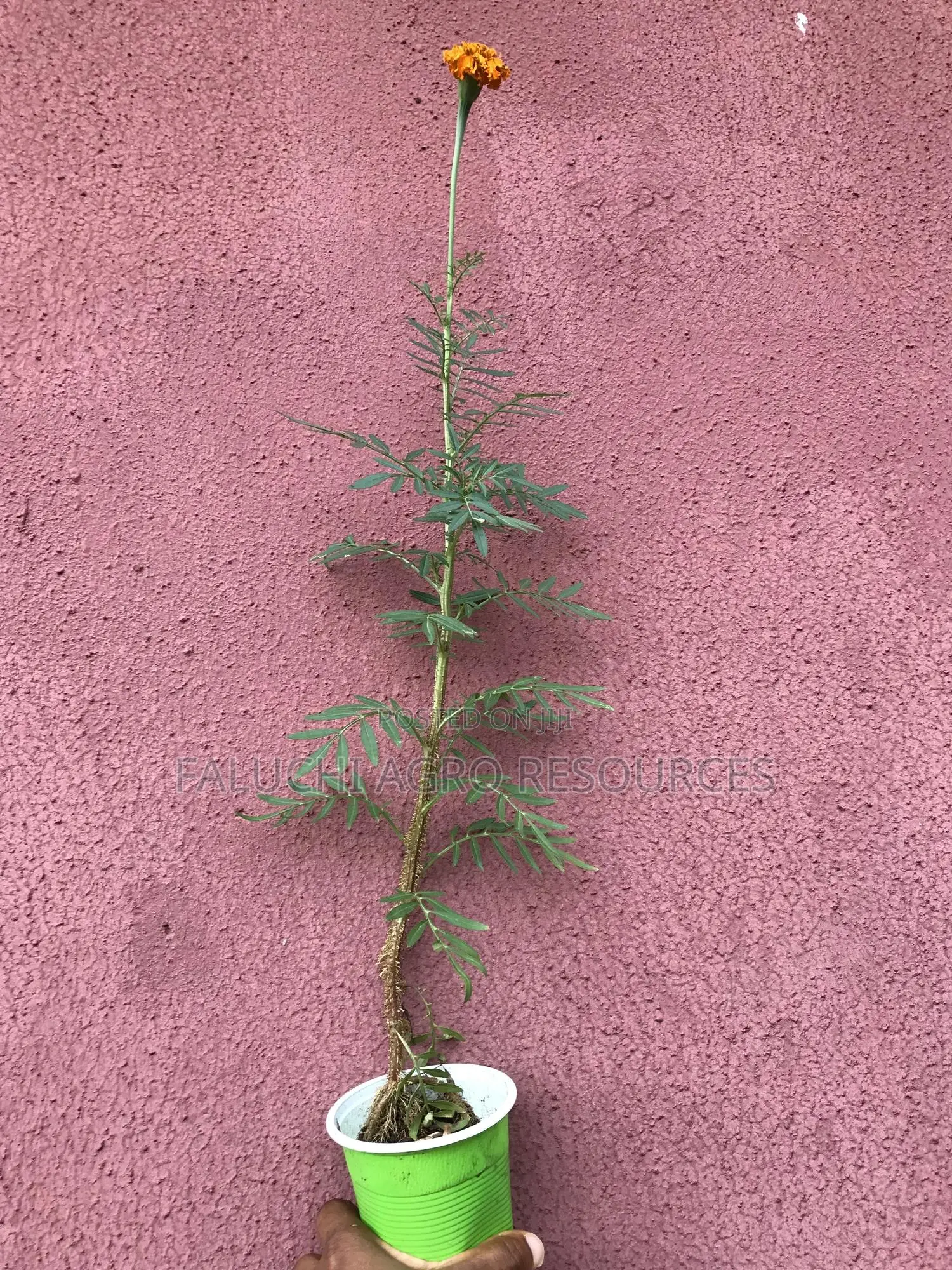 African Giant Marigold