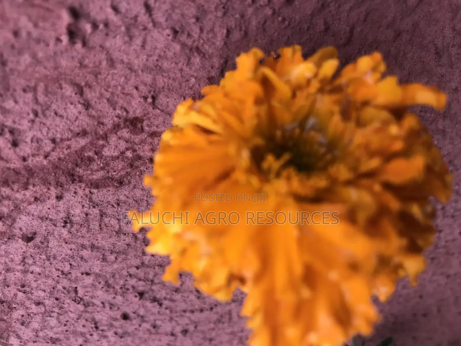 African Giant Marigold