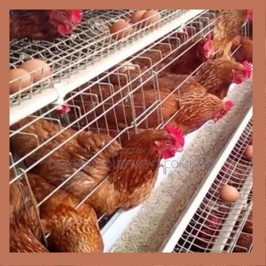 Automatic Foreign Poultry Layer Cages 500-40,000 Chickens