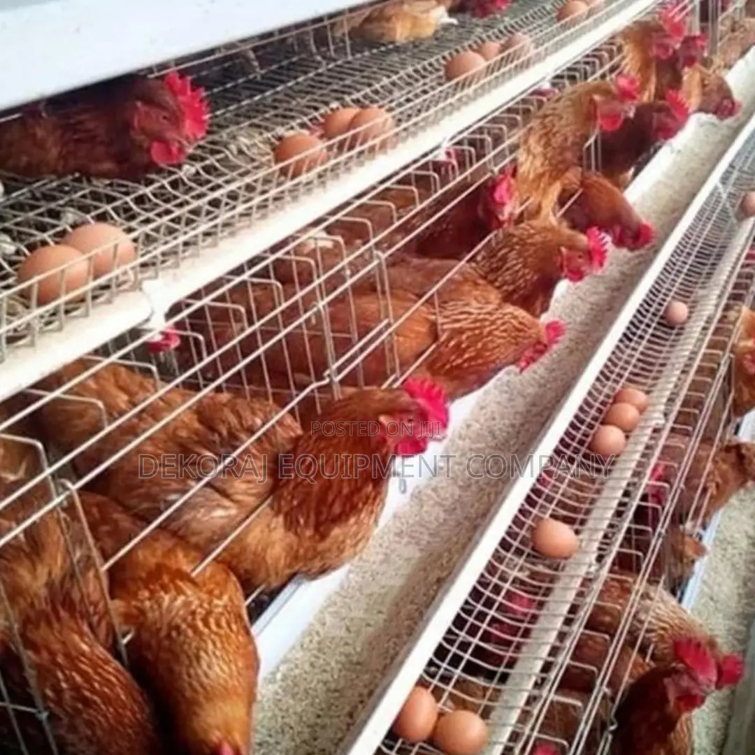 96-layer Cage For Superior Egg Production Results