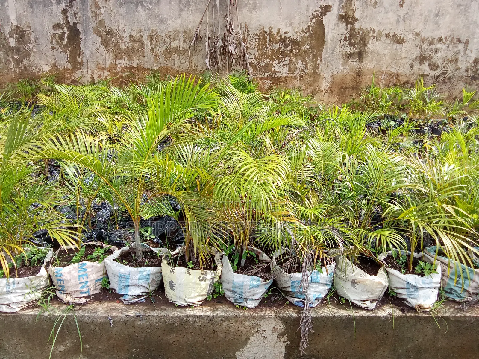 Palms for Landscaping