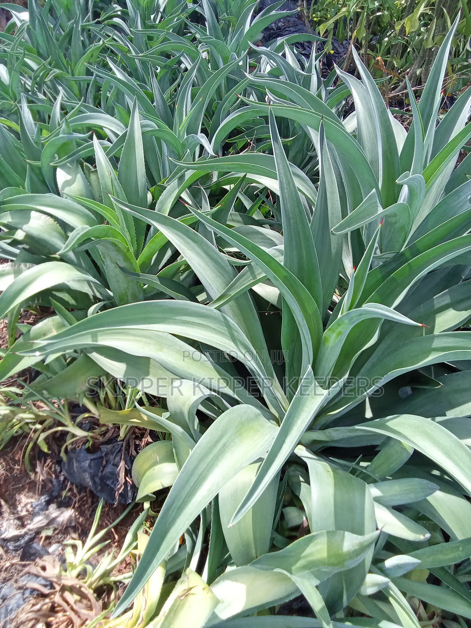 Agave Flower