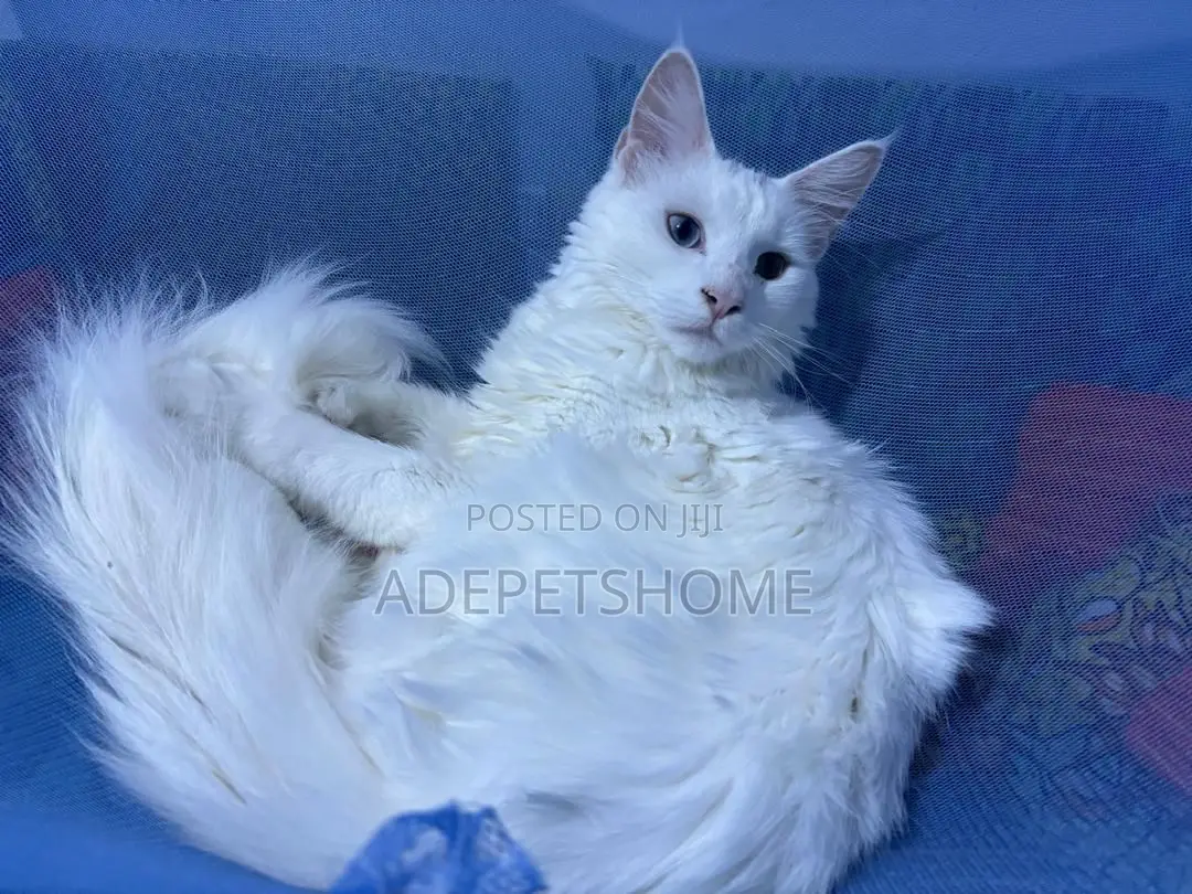 3-6 months Female Purebred Maine Coon