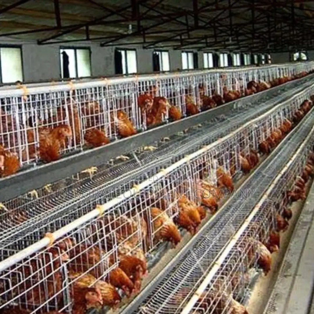 Imported Layer Cages for Optimal Egg Production 1,000birds