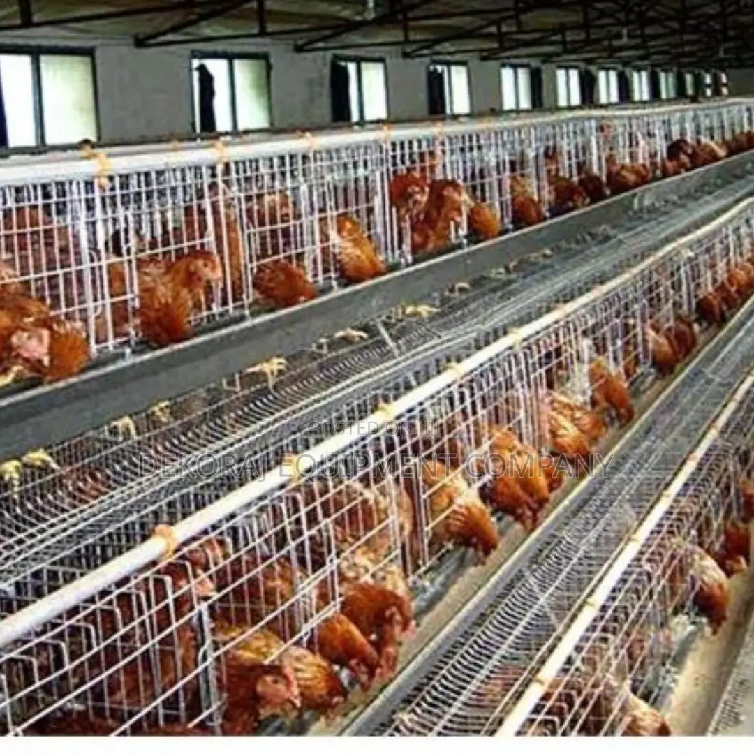Imported Layer Cages for Optimal Egg Production: 3,000birds