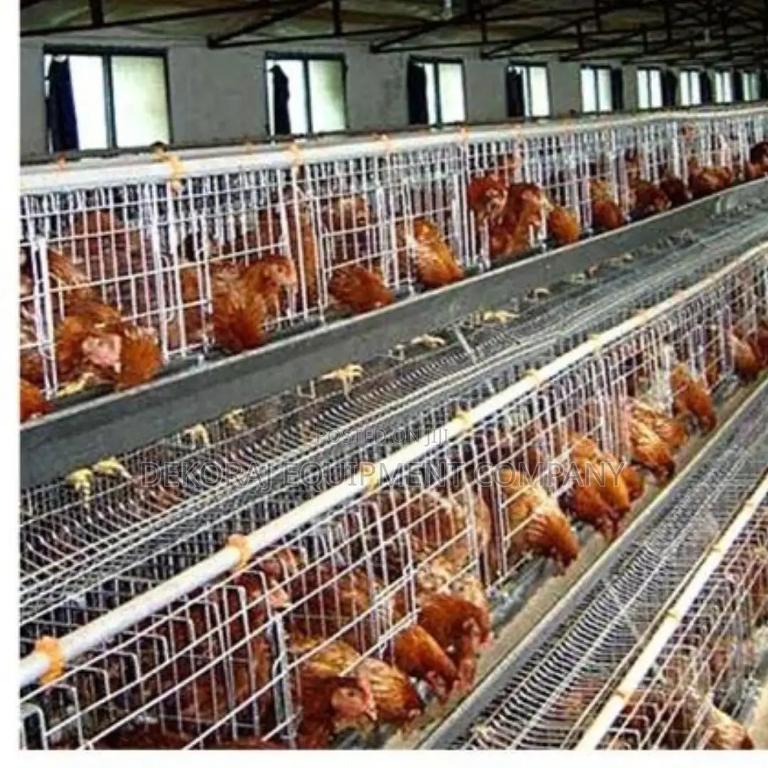 Imported Layer Cages for Optimal Egg Production: 3,500 Birds