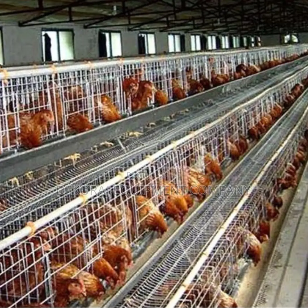 Imported Layer Cages for Optimal Egg Production: 4,000 Birds