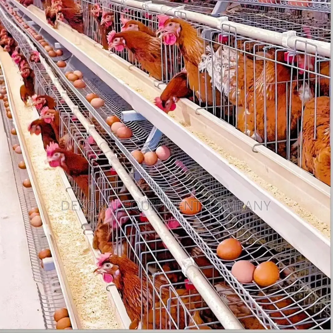 Imported Layer Cages for Optimal Egg Production 500 Capacity