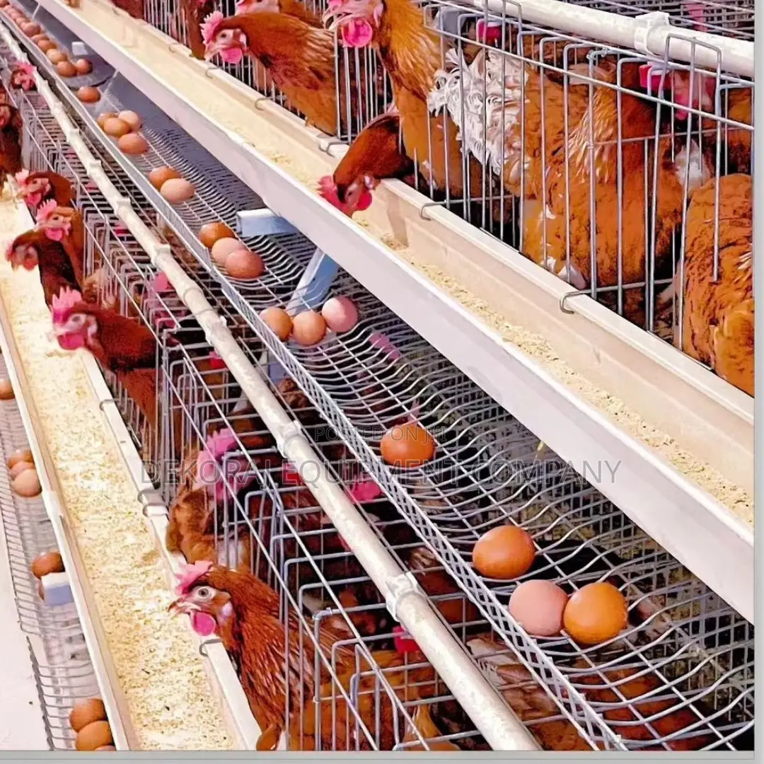 Imported Layer Cages For Optimal Egg Production 6500 Chicken