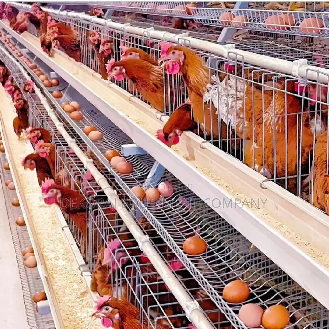 Imported Layer Cages For Optimal Egg Production 7000 Chicken