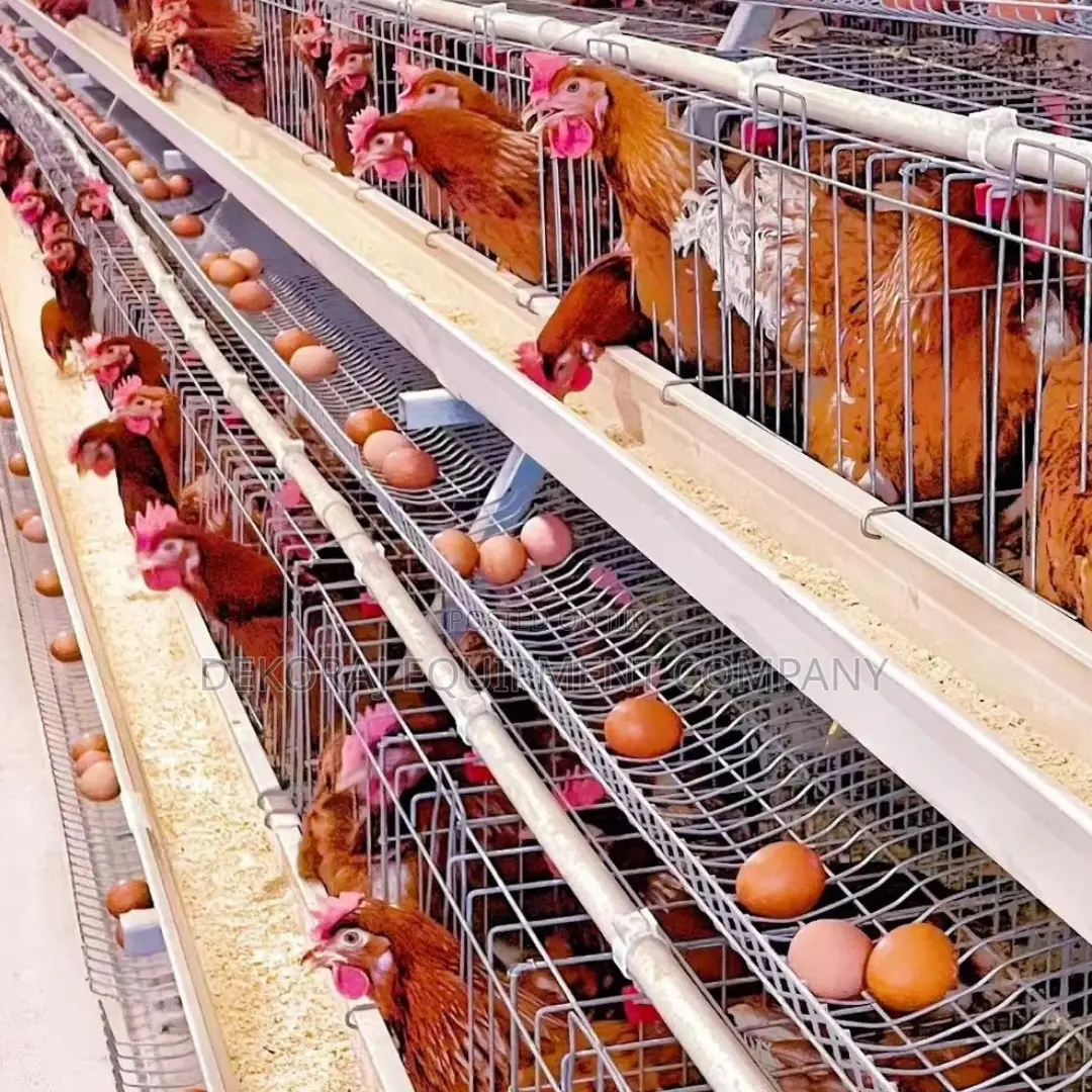 Imported Layer Cages For Optimal Egg Production 7500 Chicken