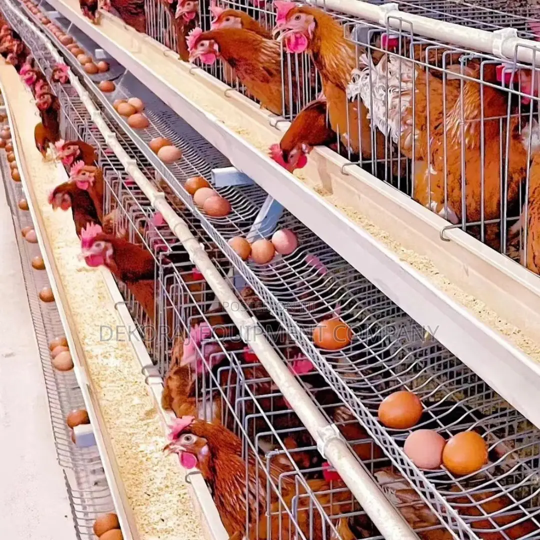 Imported Layer Cages For Optimal Egg Production 8000 Chicken