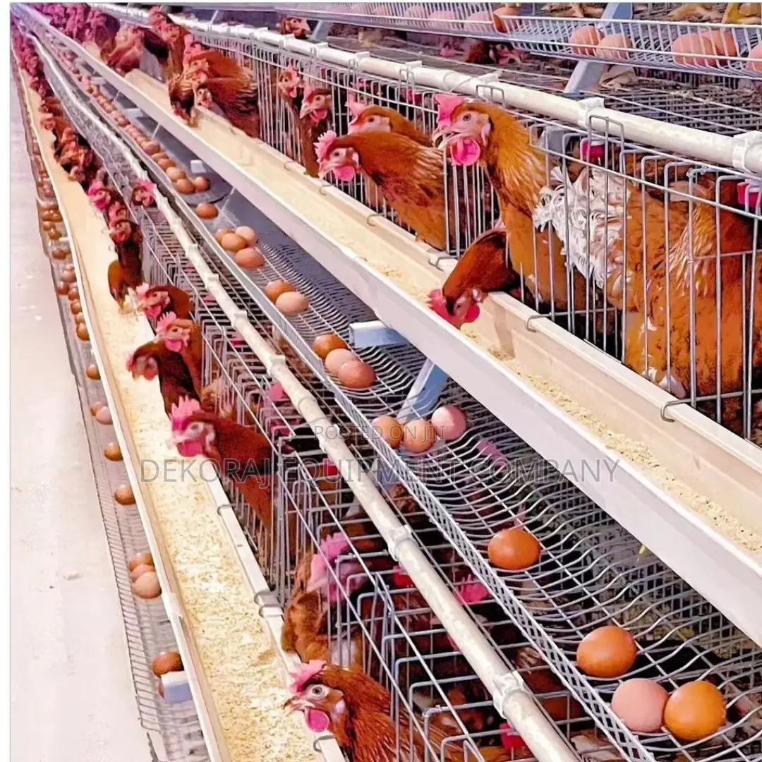 160 Birds Imported Layer Cages, Egg Sales,Debeaker
