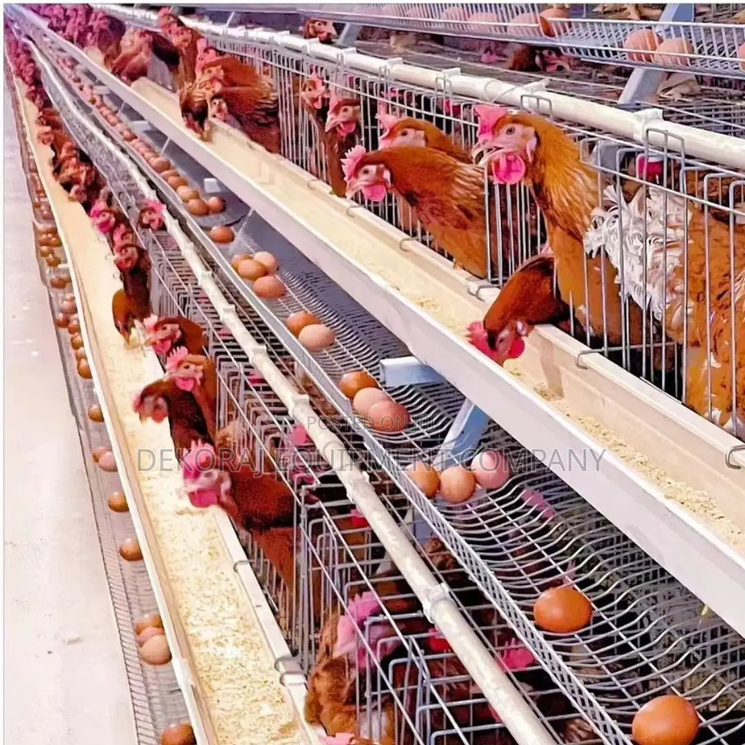 Imported 160 Layer Cage With Nipple Drinker For Optimal Production,