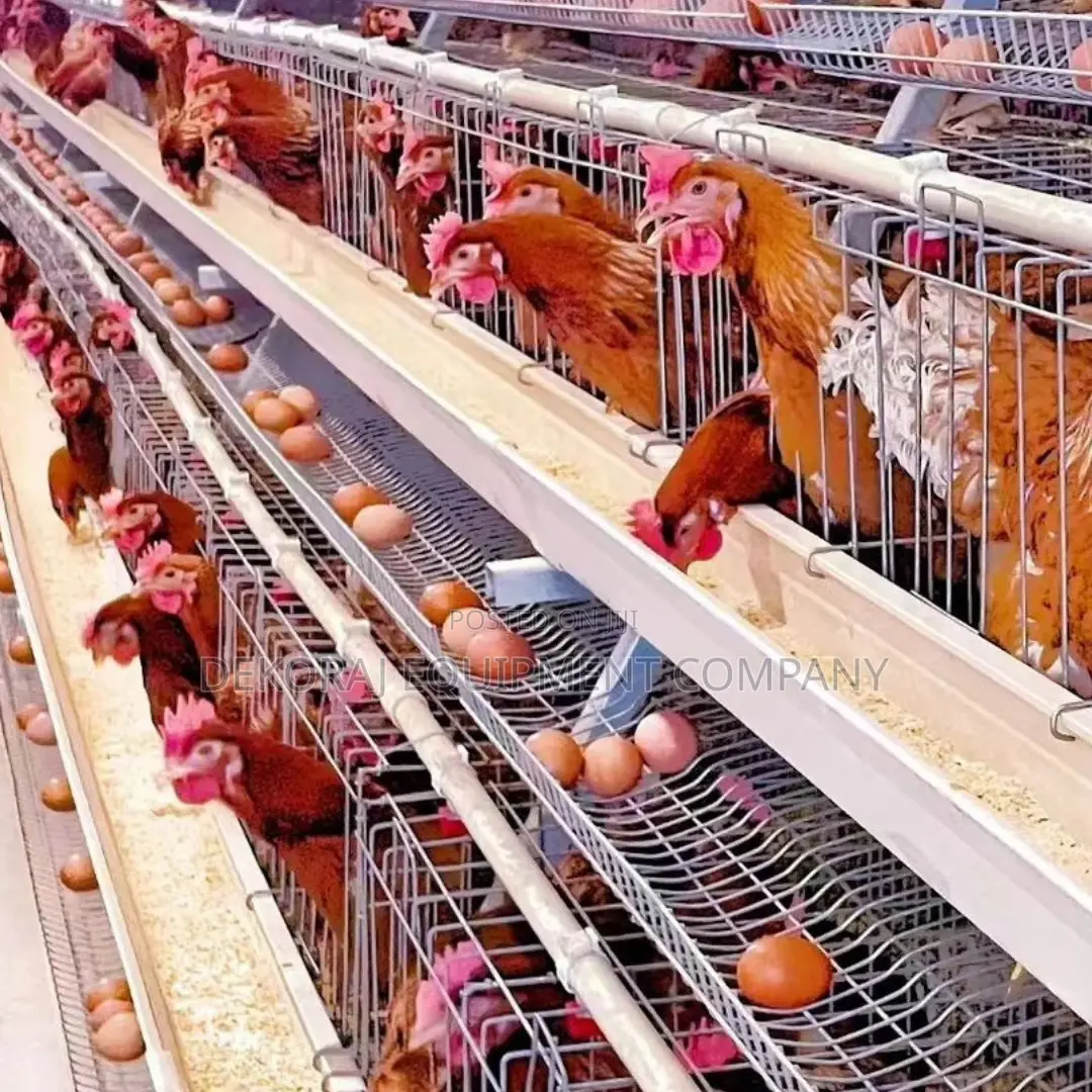 Imported Layer Cages for Optimal Egg Production 11,000birds