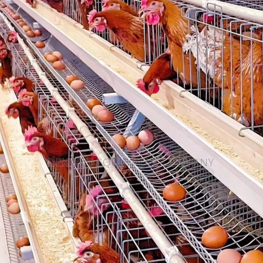 Imported Layer Cages for Optimal Egg Production 96 Birds